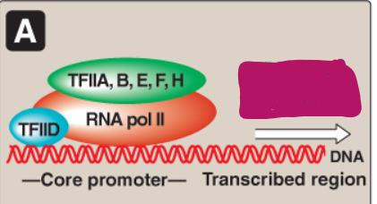 <p>Label this section of the core promoter site.</p>