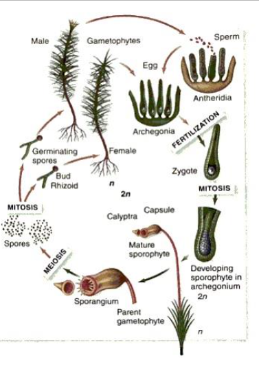 <p>identity life cycle </p>