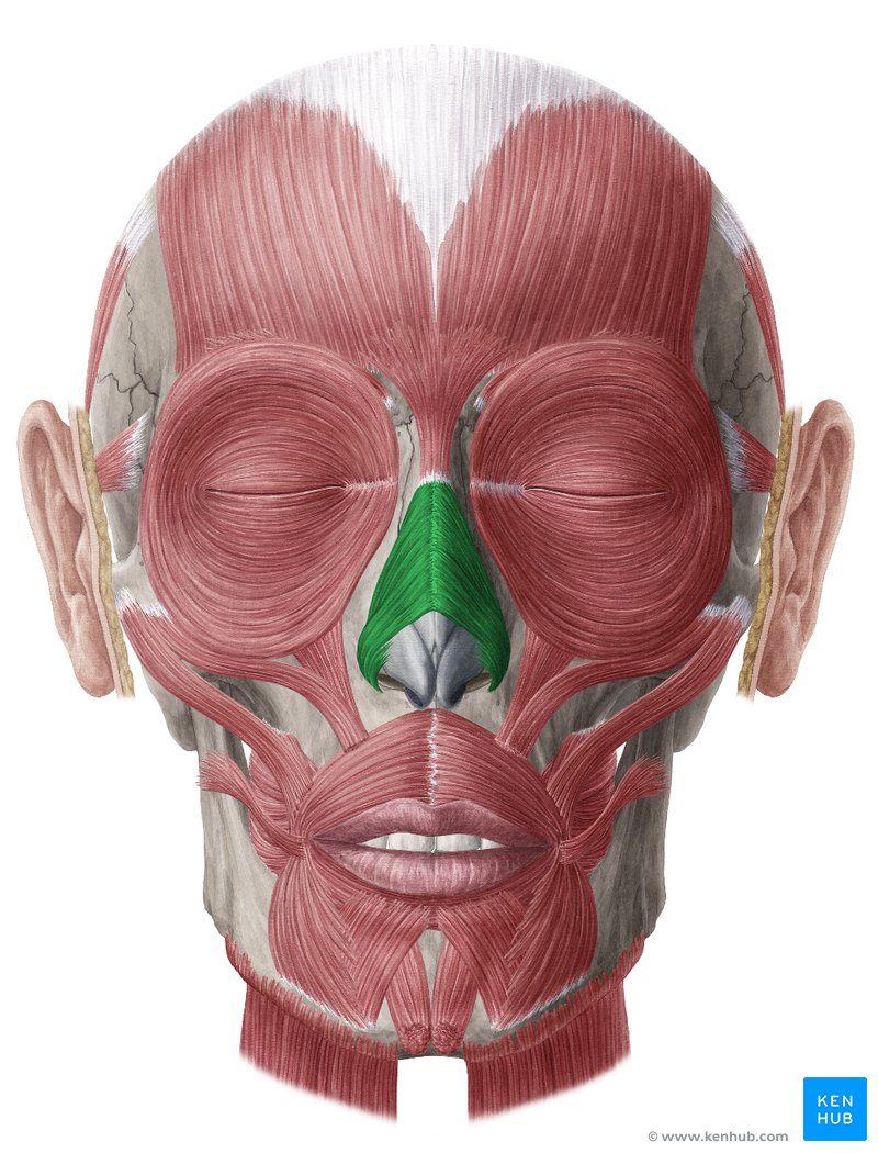 <p>Located over the nasal bridge; compresses nasal bridge and flares nostrils.</p>