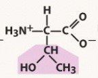 polar, neutral (uncharged) R group
