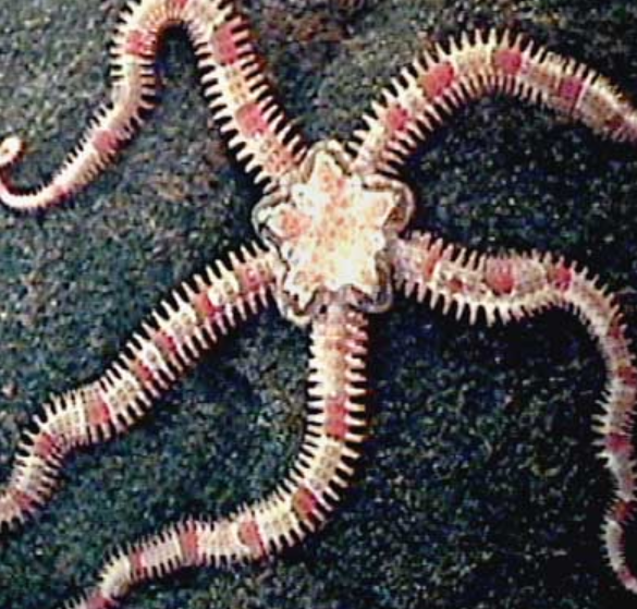 <p>what class are brittle stars?</p>