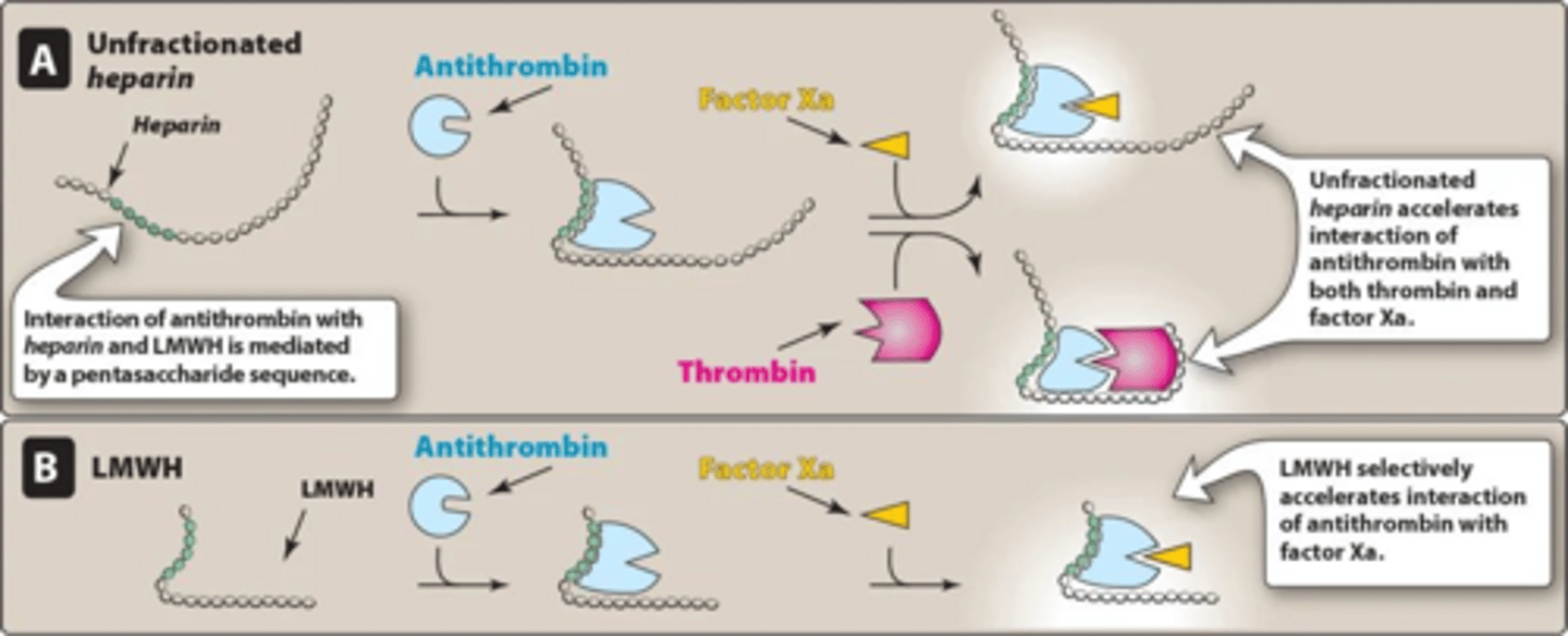 <p>Binds antithrombin to inactivate thrombin (IIa) and factor Xa.</p>