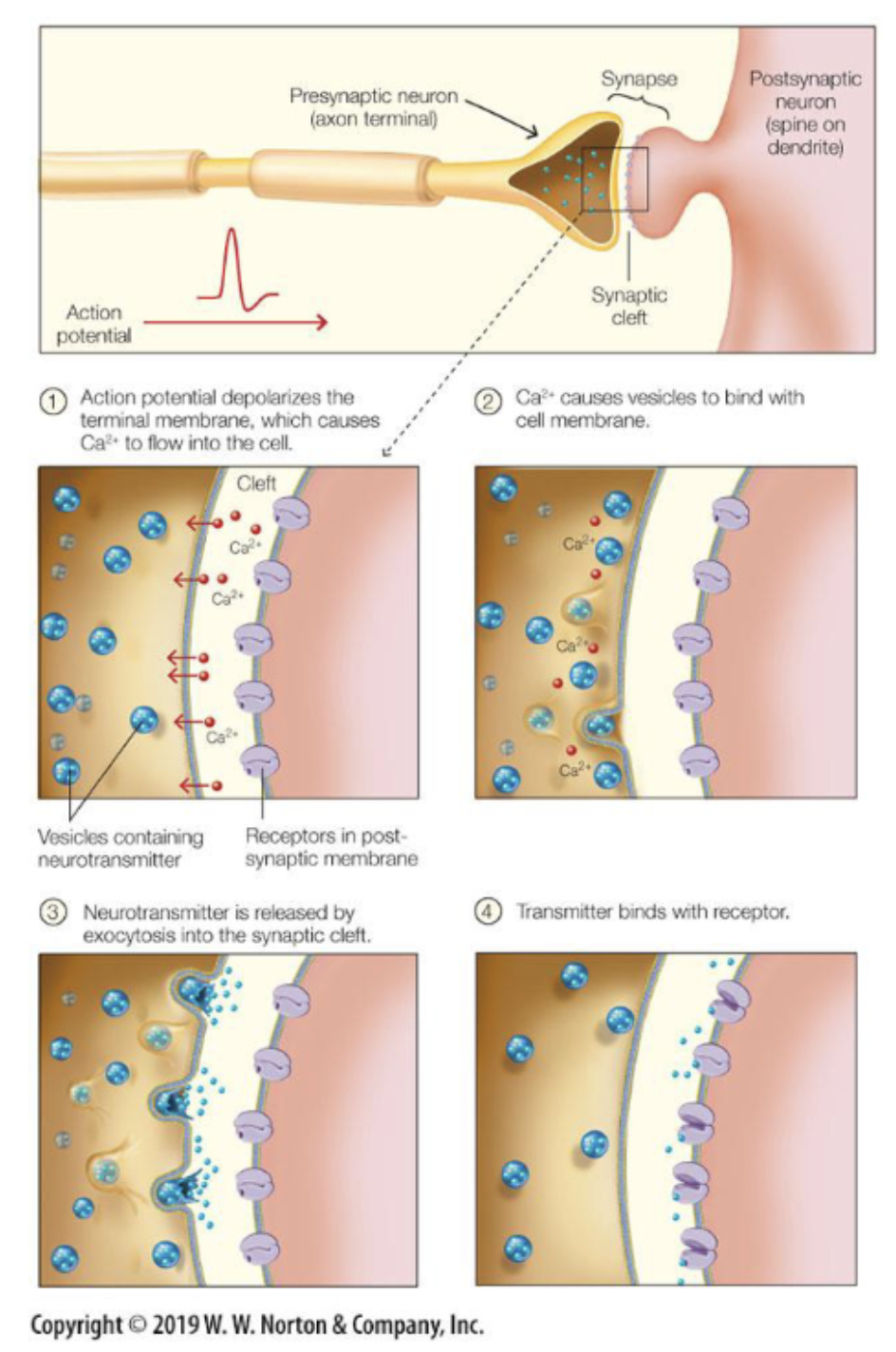 <p><span><span>Signal between neurons, no physical contact.</span></span></p><p><span><span>Neurons communicate via chemical synapses: space between axon terminal of sending neuron and dendrite of receiving neuron is the synaptic cleft.</span></span></p><p><span><span>Presynaptic neuron </span><em><span>releases neurotransmitters in synaptic cleft</span></em><span> that can bind to specialized receptors of the postsynaptic neuron.</span></span></p><p><span><span>Axon terminal (the presynaptic terminal) contains </span><em><span>vesicles</span></em><span> filled with neurotransmitter molecules.</span></span></p><p><span><span>When an electrical current invades the presynaptic terminal, a series of events (the opening of the voltage-gated calcium (Ca2+) channels and the ensuing </span><em><span>influx of Ca2+)</span></em><span> leads to the fusion of the vesicles with the presynaptic membrane.</span></span></p><p><span><span>Neurotransmitter molecules are released in the synaptic cleft and can bind to postsynaptic receptors. This creates EPSPs and IPSPs that changes the cell’s polarization and could initiate an action potential.</span></span></p>