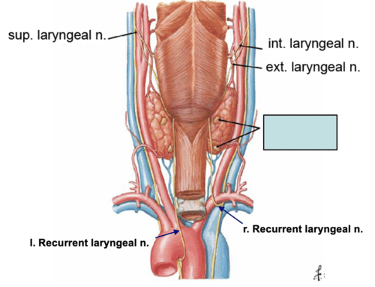 <p>Identify the structure</p>
