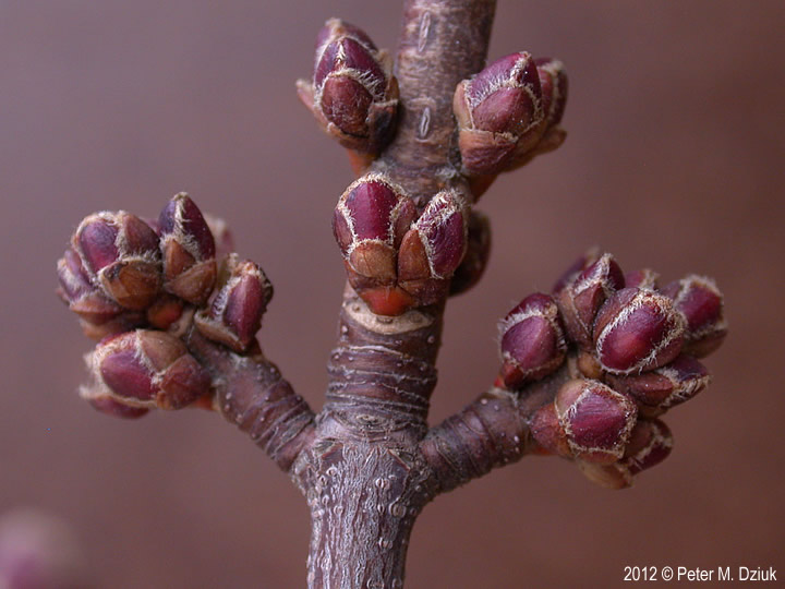 <ul><li><p>flood plains, rich/moist soils, shade intol</p></li><li><p>opposite branch</p></li><li><p>leaves: silver underside, palmate, ~5 skinny lobes, deep V sinus</p></li><li><p>twigs: orange / brown, slender</p></li><li><p>buds: red, scaled, small, round, smell bad, clusters</p></li><li><p>bark: grey, vert cracks ages to long &amp; shaggy strips</p></li><li><p>repro: double samaras, light red, bigger</p></li></ul>
