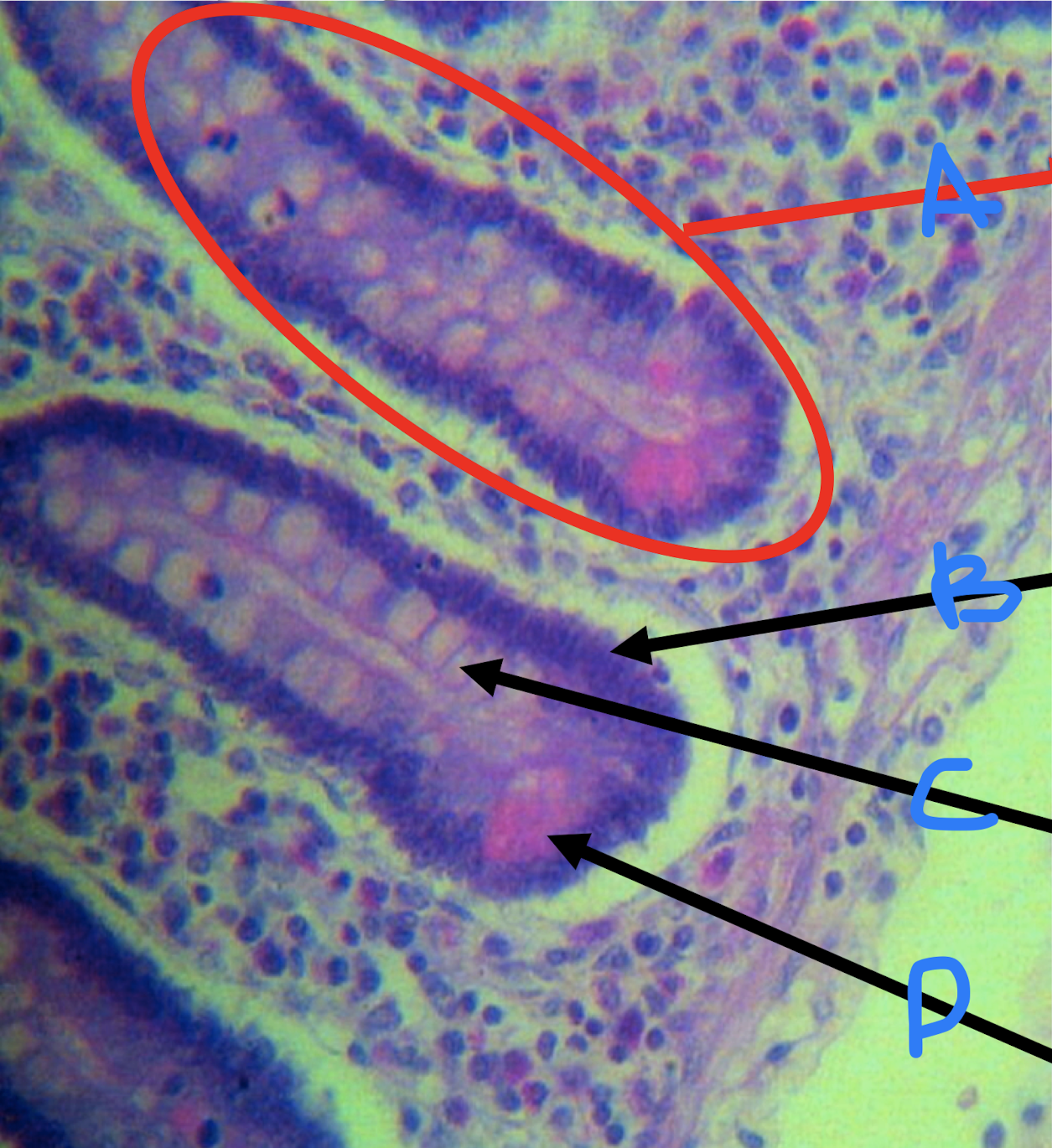 <p>Identify the structures found in the small intestine</p>