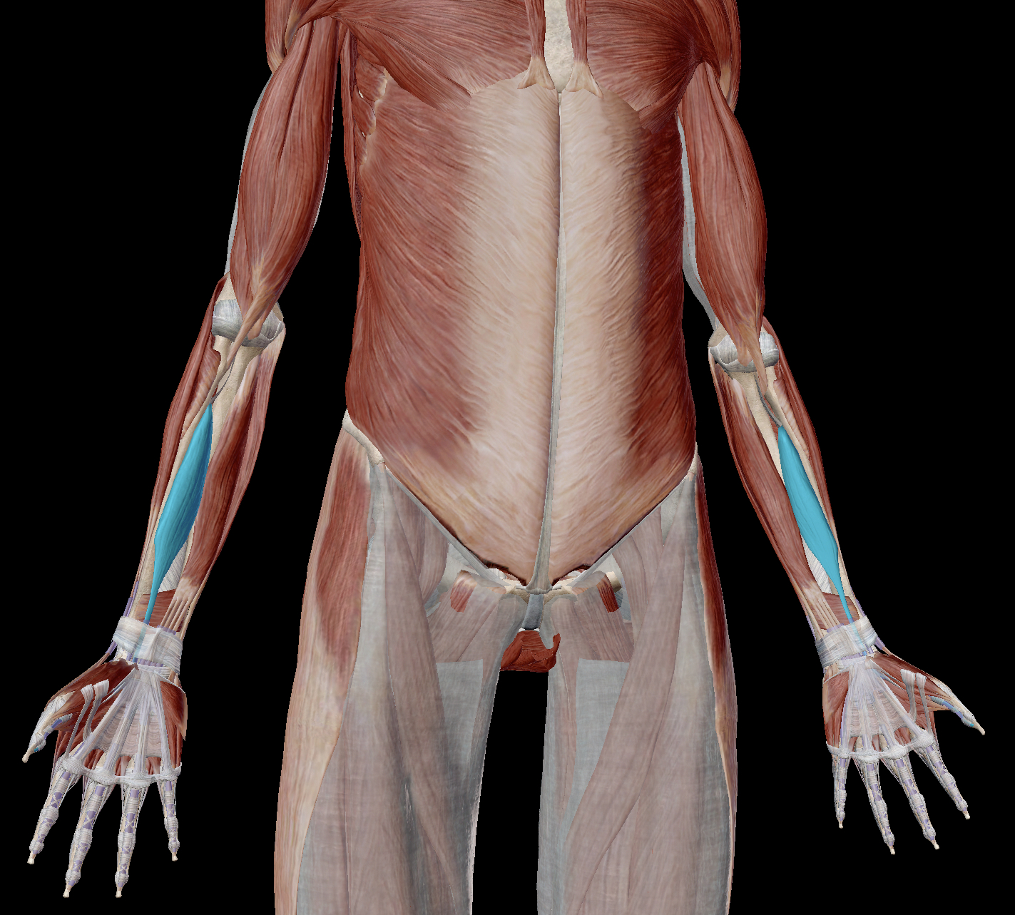 <p>What are the components of the deep layer of the anterior forearm?</p>
