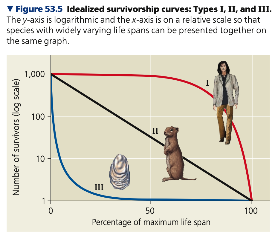 Type 1
○ ___ death rates during early and
middle life, increase in death rates
among older age-group
○ Ex. organisms that produce few
offsprings but provide good care such as humans and ______