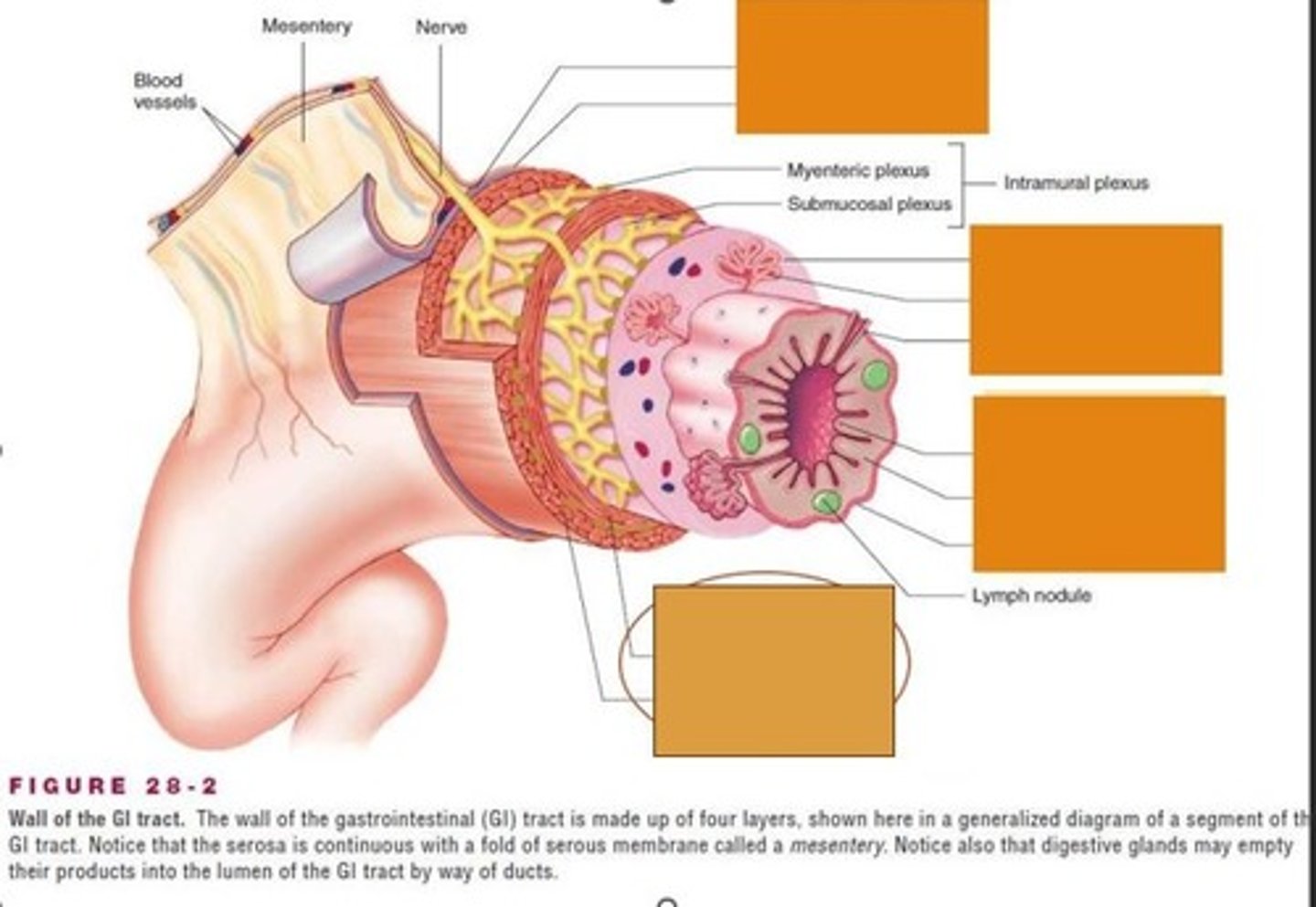 <p>What are the 4 main layers of GI Tract and what do they contain?</p>