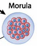 <p>morula</p>