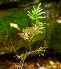 <p><em>Hylocomium splendens</em></p>