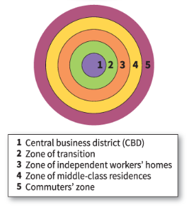 <p>concentric zone model</p>