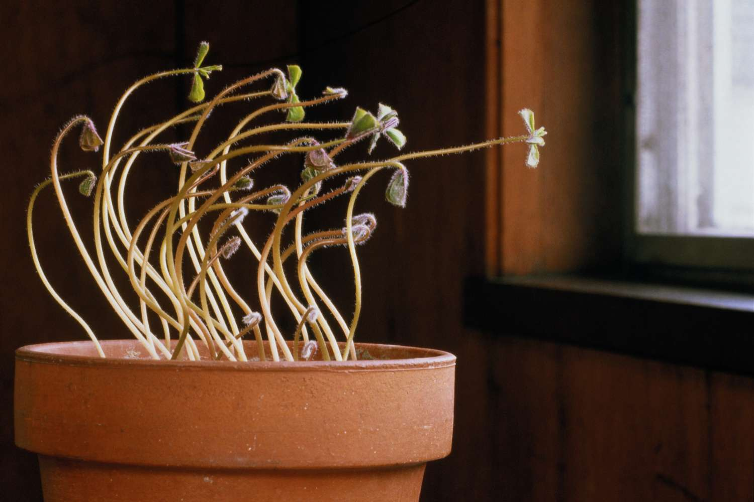 <ol><li><p>Phototropism = Where shoots grow towards the light (positive phototropism)</p></li><li><p>Gravitropism = Roots grow downwards (in positive gravitropism) and Shoots grow upward (negative gravitropism)</p></li><li><p>Hydrotropism = Roots grow towards moisture, maximizing uptake (always positive hydrotropism)</p></li></ol><p></p>