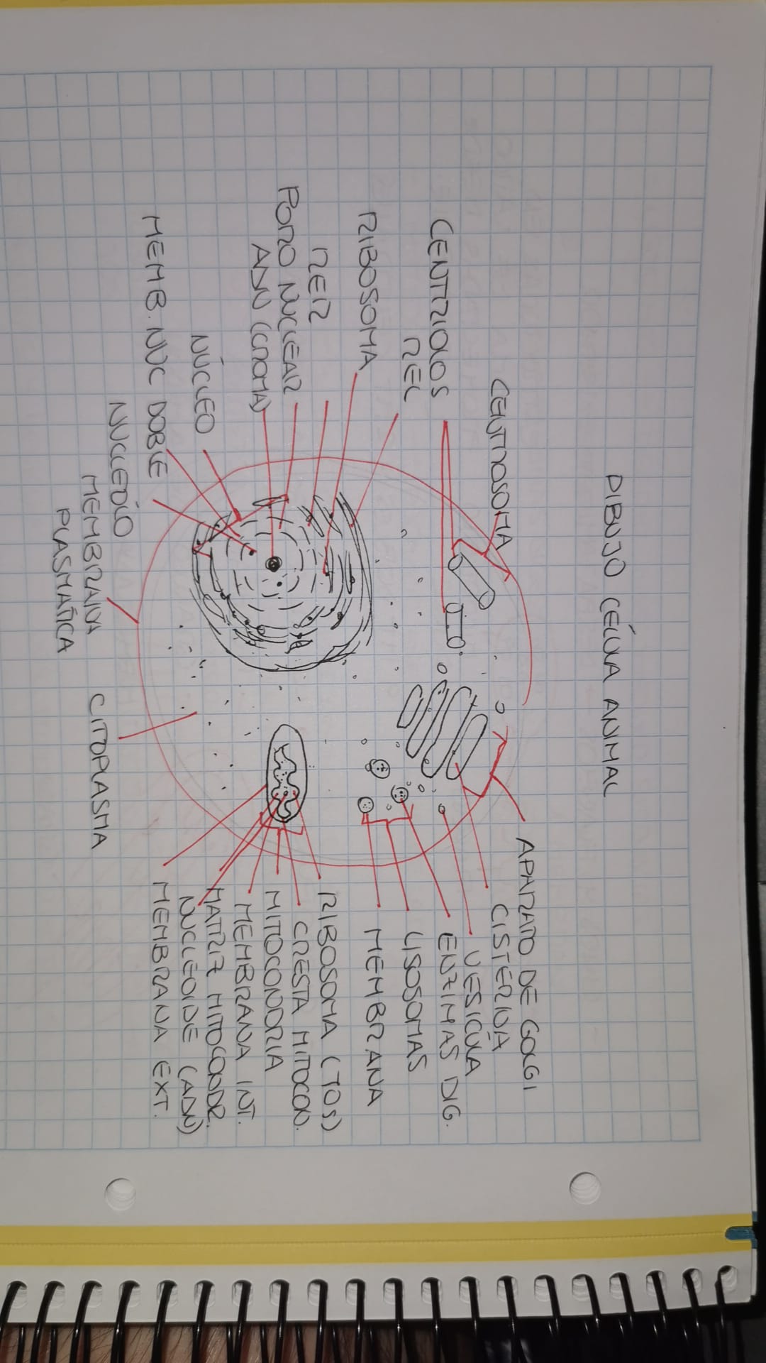 knowt flashcard image