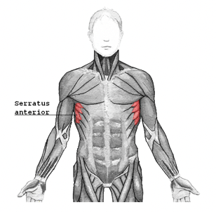 <p>Nerve: long thoracic nerve</p>