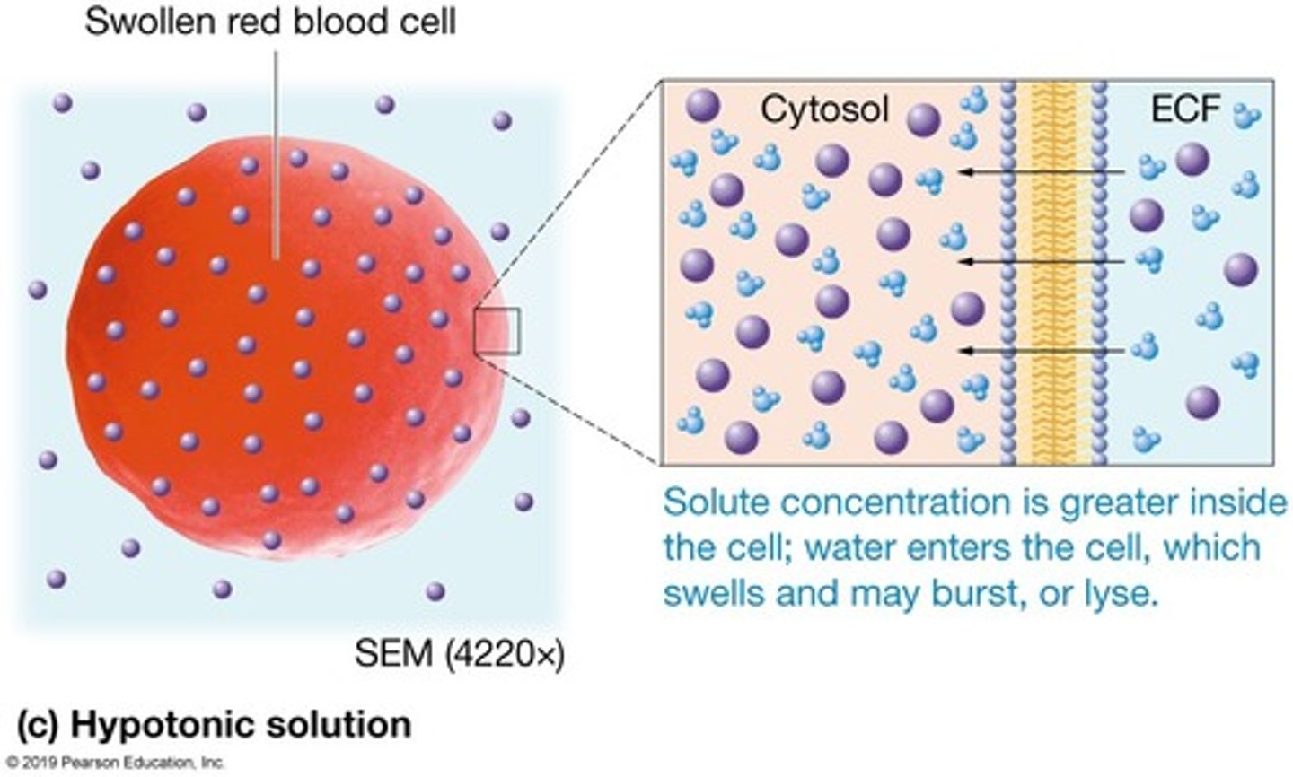 <p>Lower concentration of non-penetrating solutes than the cell. </p><p>Lyses the cell (cell takes up water and bursts).</p><p>NEVER given via IV</p>