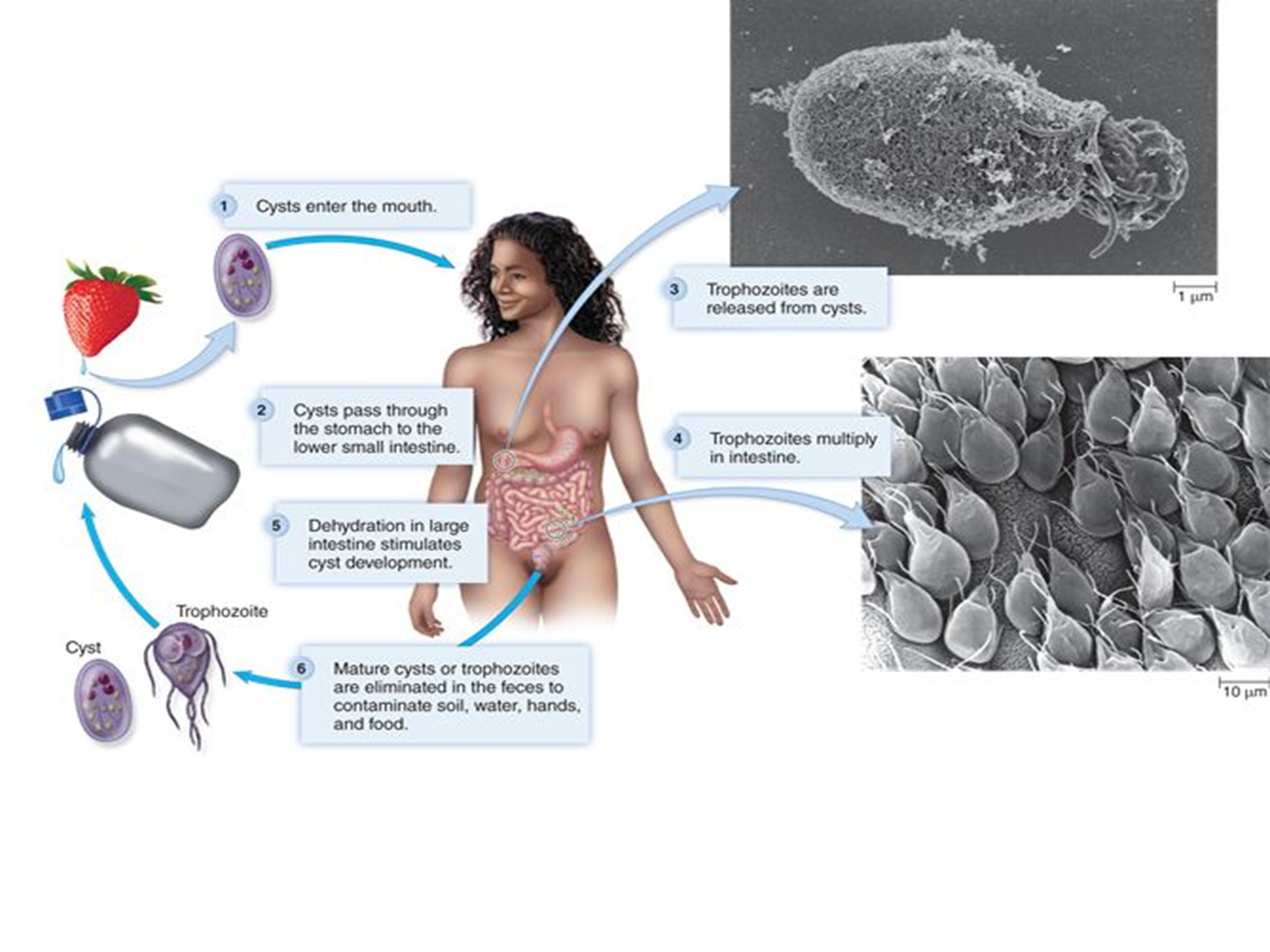 <p>Cyst form protozoa</p>