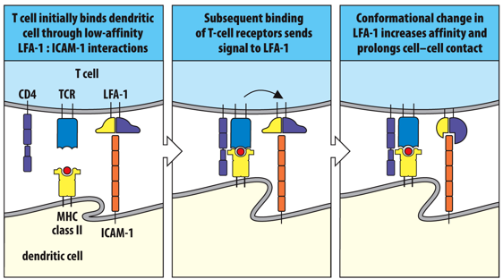 <p>specific antigen</p>