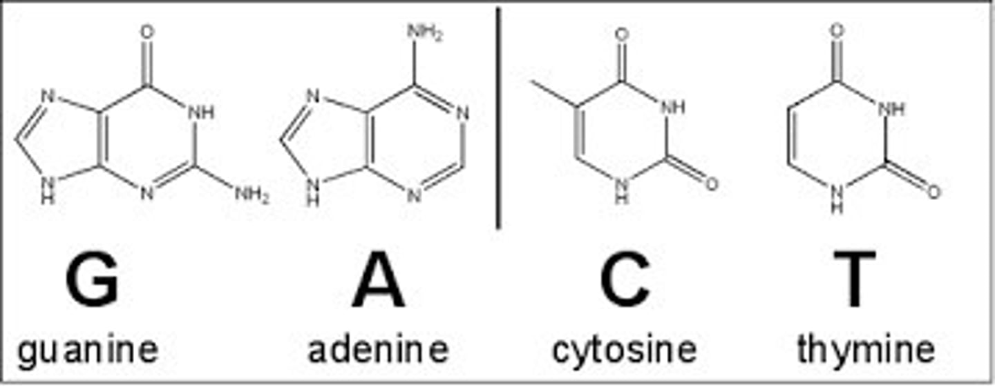 <p>Part of a nucleotide, consists of Thymine (only DNA), Uracil (only RNA), Adenine Guanine, and Cytosine</p>