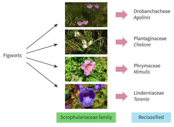 <p>The figwort family (family of flowers) was reclassified after an analysis was conducted on a gene found in their chloroplasts. Before, they included more than 275 genera (genuses) with 5000 species, but after this genetic analysis, they found that many species within this group were actually very different from each other, and did not all come from the same common ancestor. Now instead of these flowers all belonging to a single clade, they make up five separate clades; So the Figwort family has only 200 different species now. Only half of the plants that were originally classified as figworts are still a part of the figwort family.</p>