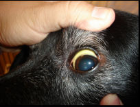 <p><span style="background-color: transparent;"><strong>Leptospirosis</strong></span></p>