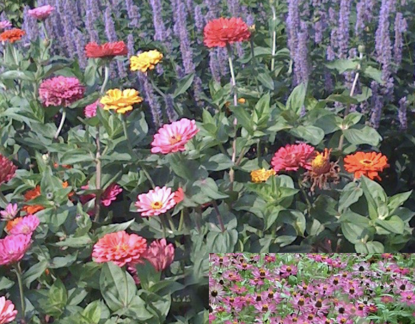 <p>Bright, butterfly-attracting annual with a wide color range (except blue), though prone to powdery mildew.</p>