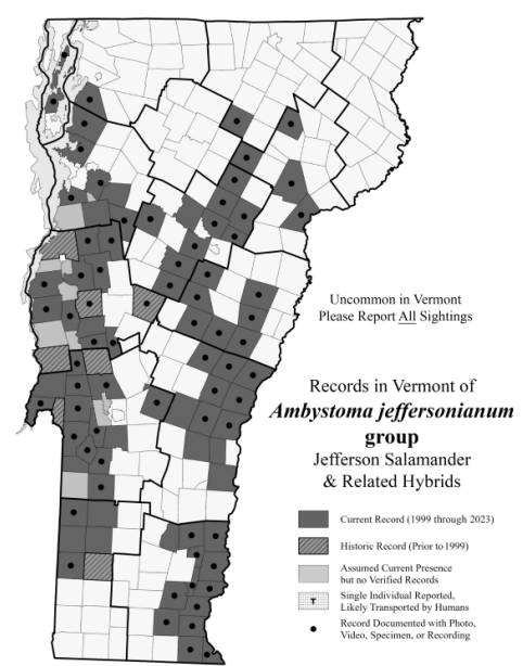 <p>Summer and overwinter in upland forests, breed in vernal pools, sensitive to acidity in breeding pools (S2)</p>