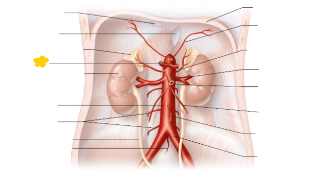 <p>supplies oxygen rich blood to the liver, stomach, and spleen. </p>