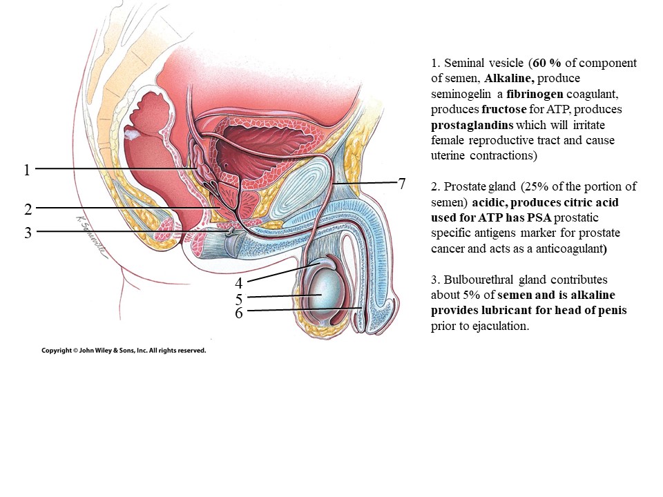 <ol start="3"><li><p>Bulbourethral gland</p></li></ol>