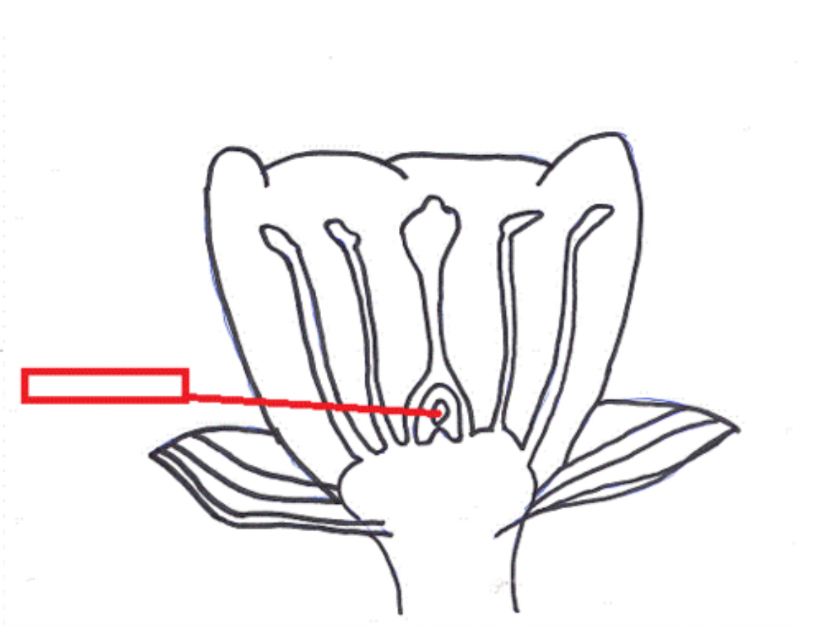 <p><span>A structure that develops within the ovary of a seed plant and contains the female gametophyte.</span></p>