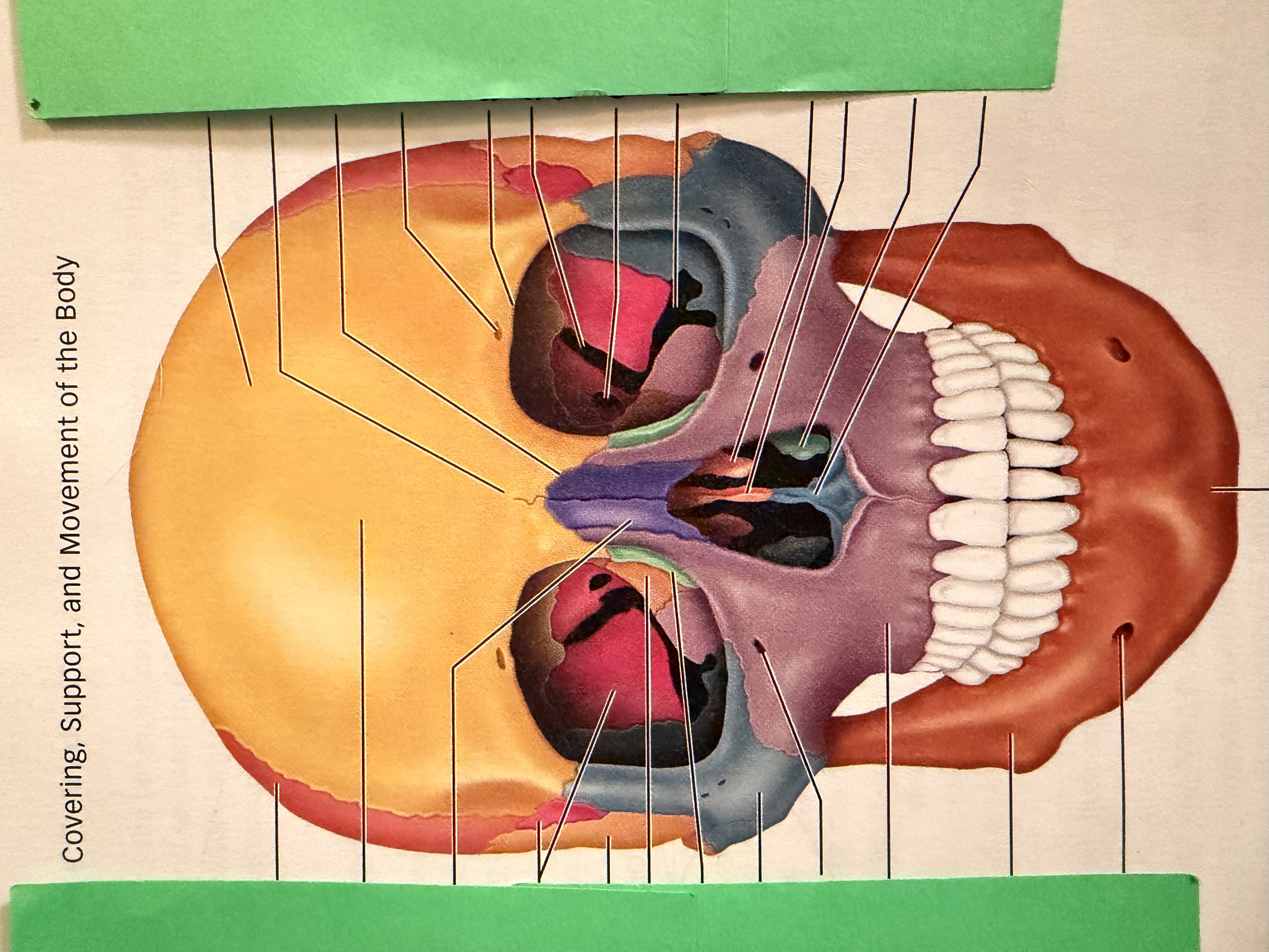 <p>blue (in nose)</p>