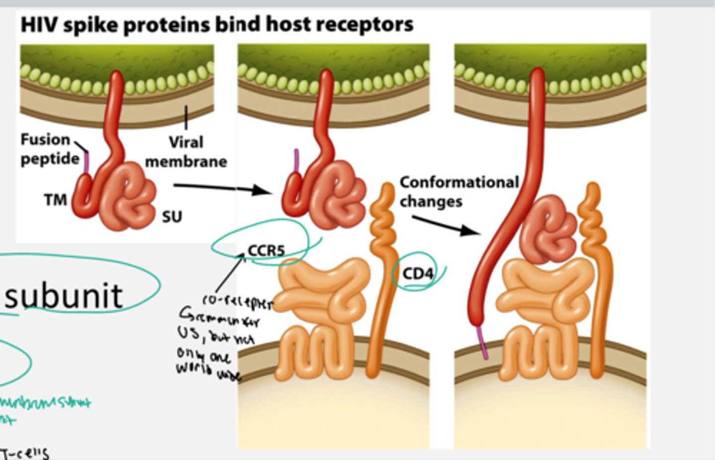 <p>The envelope (Env) region of the HIV virus encodes the spike proteins which include TM (transmembrane subunit) and SU (surface subunit).</p><p>The viral cell contains the SU and TM as well as a fusion peptide attached to the TM in the viral cell on the cell membrane surface.</p><p>The host cell (CD4 white blood cells) contains membrane, the CD4 receptor, and the chemokine receptor CCR5 (co-receptor, but there are different types of co-receptors this is just one type)</p><p>HIV spike proteins bind CD4 receptor and chemokine co-receptor. TM subunit goes through conf. change and interacts with host cell mem. through fusion protein. SU subunit interacts with CCR5 and CD4 receptors. All of this allows fusion with host cell. </p><ul><li><p>HIV binds the CD4 receptor together with the chemokine receptor CCR5. CD4 is found on CD4+ T cells (aka helper T cells) of the immune system</p></li></ul><p></p>