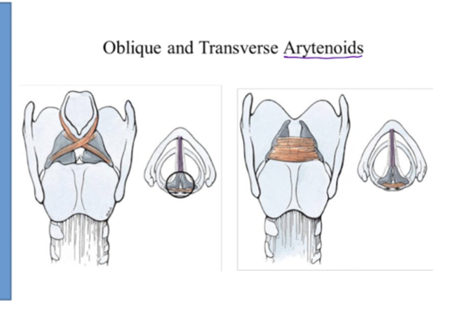 <p>Attach the arytenoids to each other</p><p>Narrows the laryngeal inlet</p>