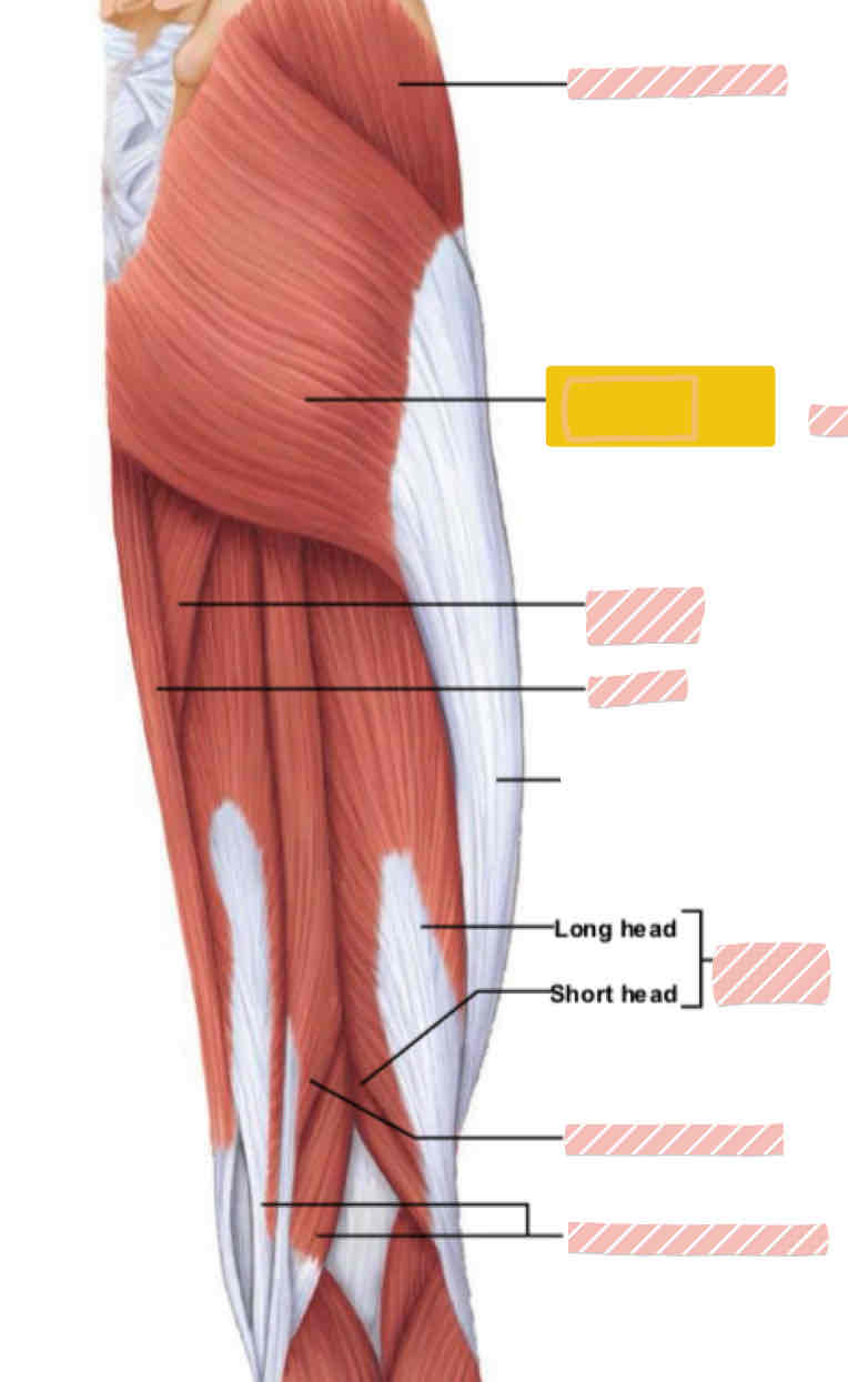 <p>Posterior leg (above knee)</p>