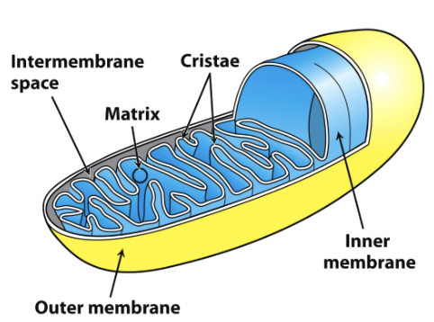 <p>mitochondrial</p>