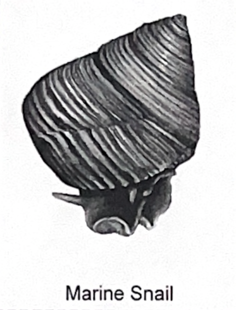 <p>marine snail SP</p>