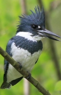 <p>Ceryle alcyon</p>