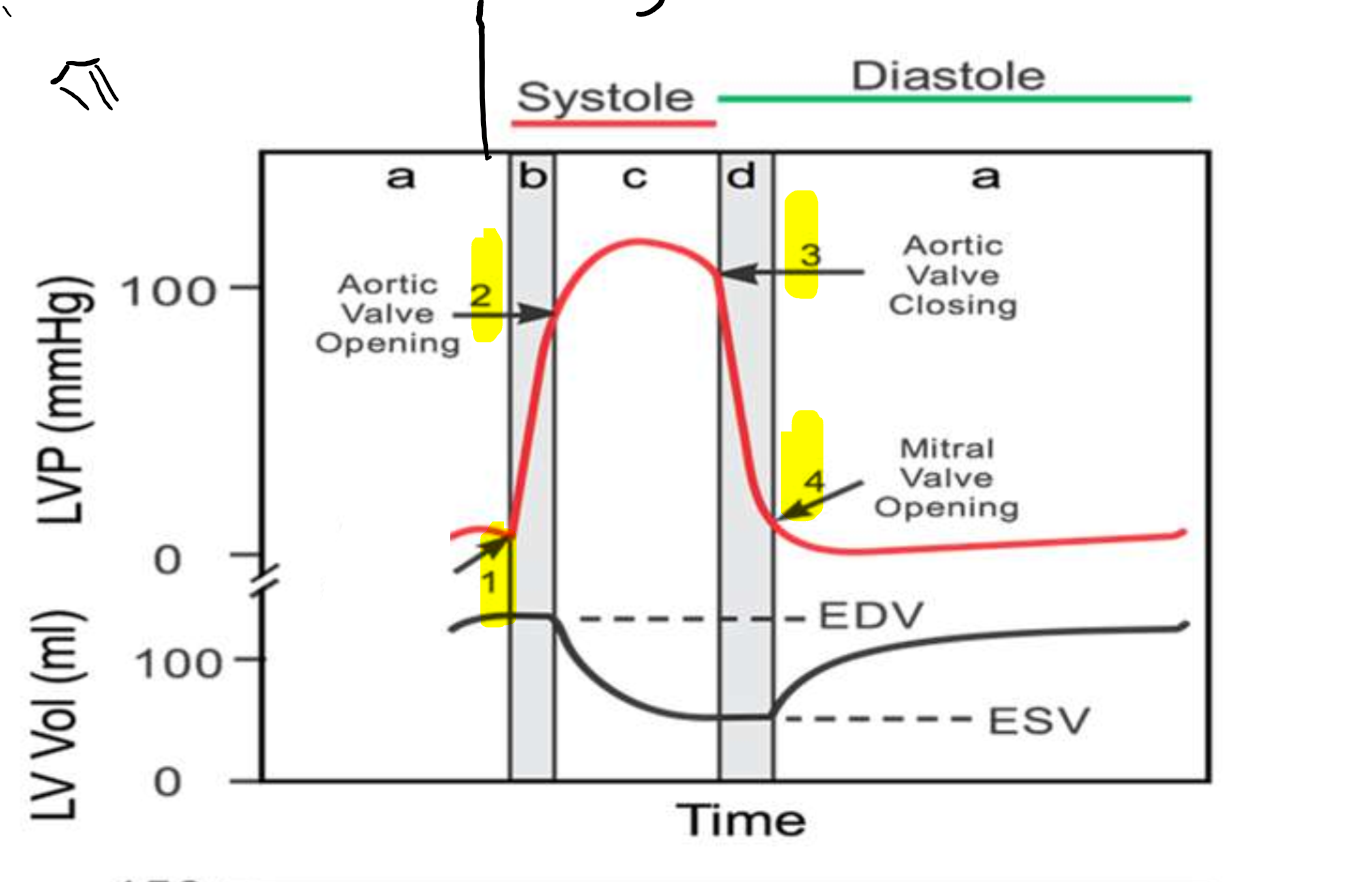 <p>What is occurring at step 1?</p>