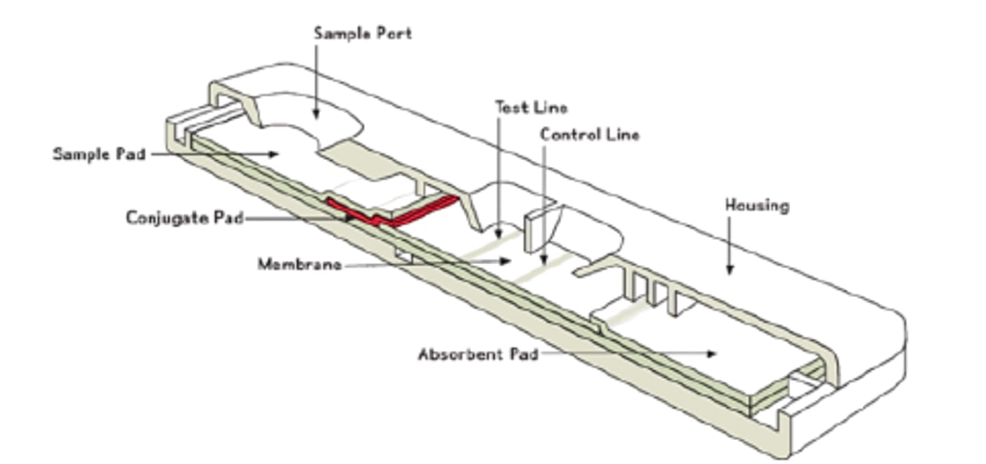 <p>What pad in the test cassette can the test region be found?</p>