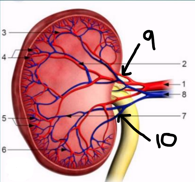 <p>9</p>