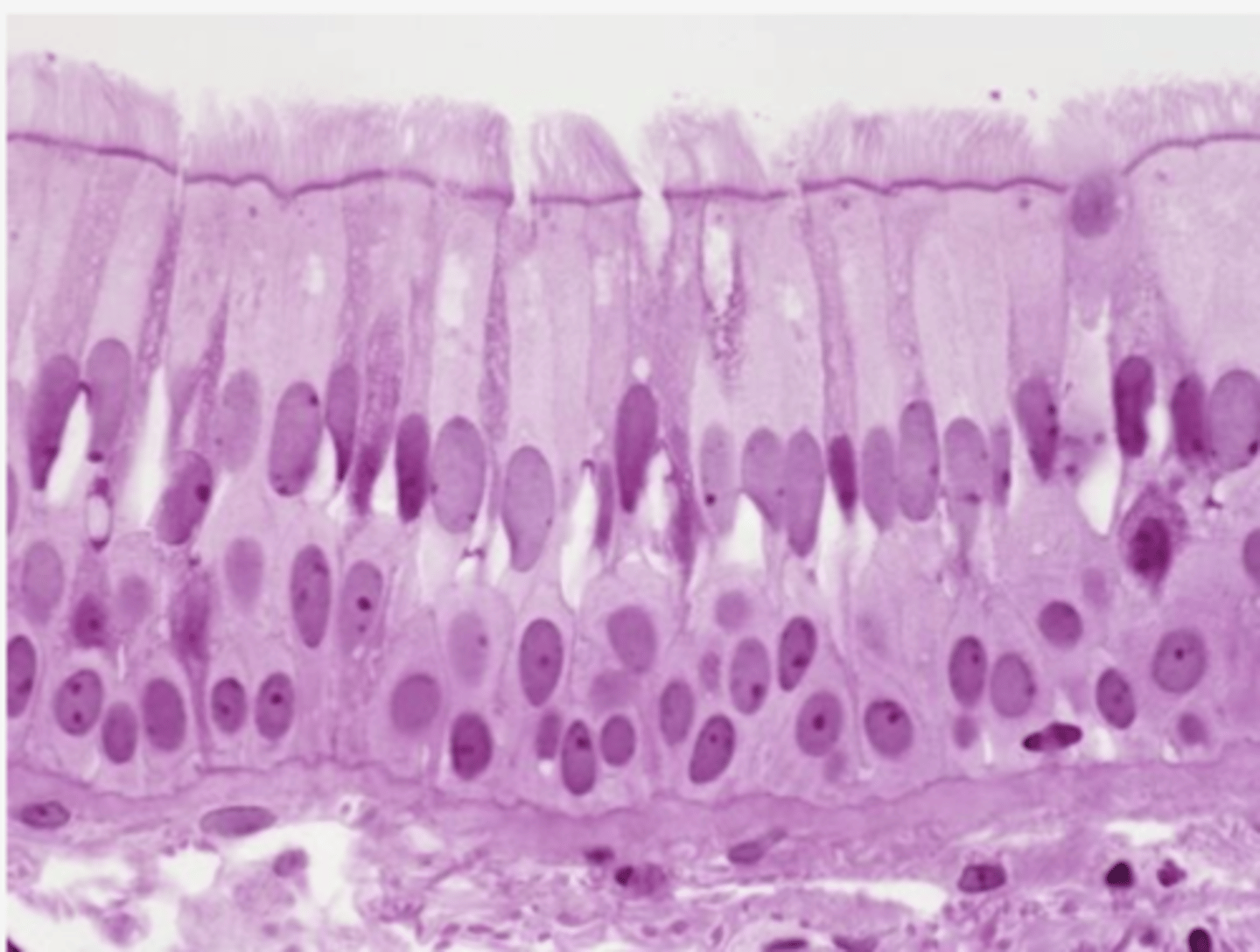 <p>Identify the type of epithelia</p>