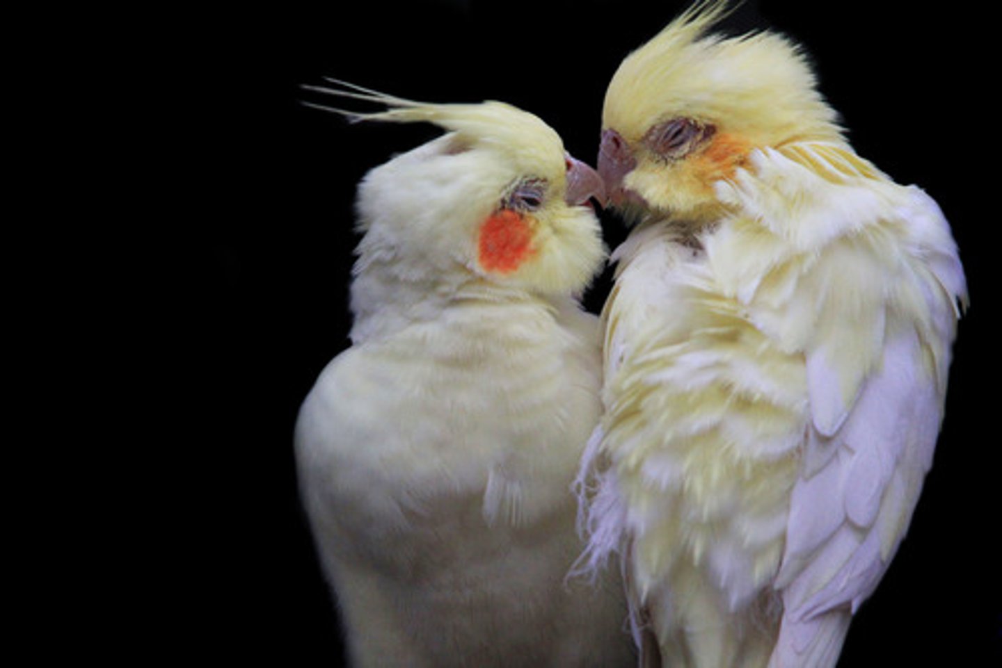 <p>to kiss (each other)</p>