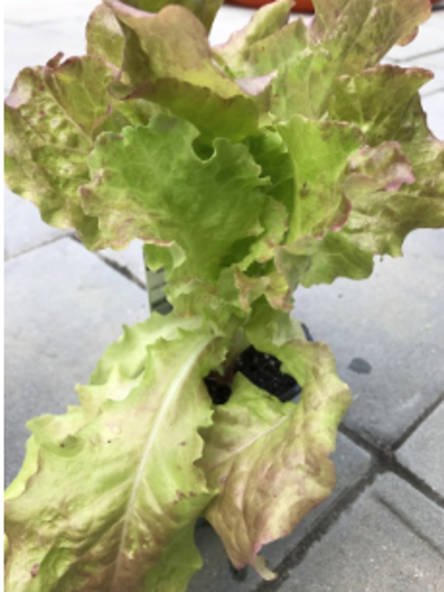 <p>a plant that has large leaves that are eaten especially in salads</p>