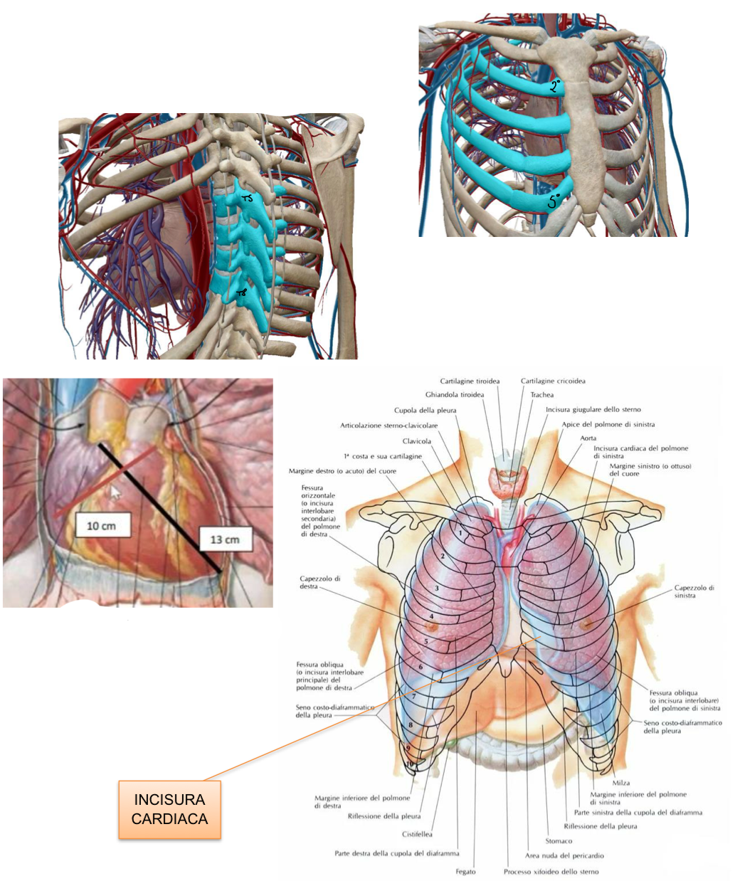 <p>Il cuore occupa il mediastino medio</p><p>Situato dietro lo sterno:</p><ul><li><p>In proiezione anteriore → a livello delle cartilagini costali 2 a 5</p></li><li><p>In proiezione posteriore → a livello tra T5 e T8</p></li></ul><p>Rivestito dal sacco pericardico, che contiene le origini delle arterie ventricolari e le terminazioni delle vene atriali.</p><p>Il cuore non è centrato ed è spostato per due terzi a sinistra, infatti sul polmone sinistro è presenta l’incisura cardiaca più marcata</p><p>Lunghezza apice-base (asse longitudinale) circa 13 cm</p><p>Diametro Trasversale a livello della base circa 10cm</p><p></p>