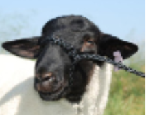 <p>small ruminant restraint #1</p>