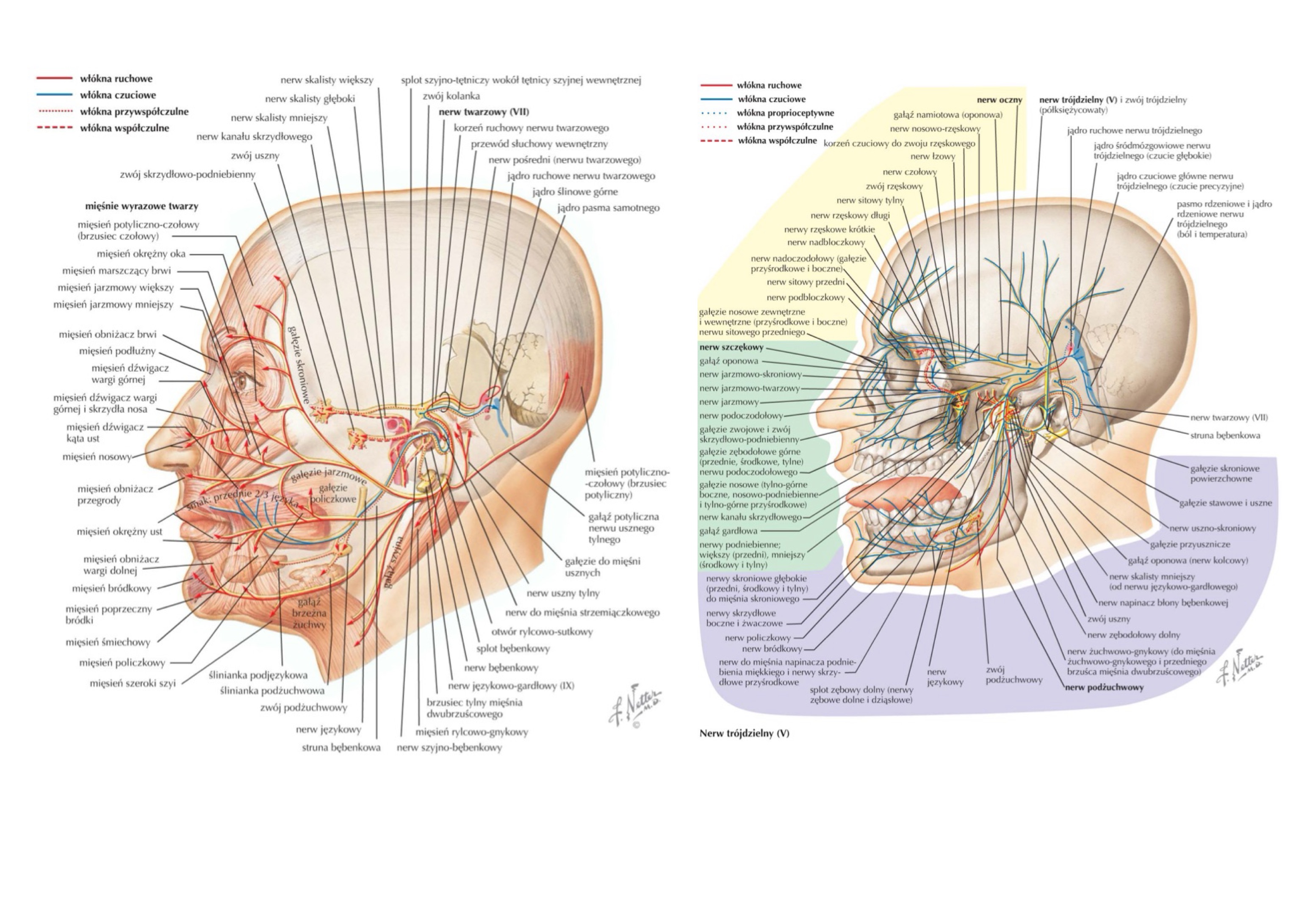 <ul><li><p>brzusiec przedni » n. żuchwowo-gnykowy / mylohyoid nerve (od n. żebodołowego dolnego od V3)</p></li><li><p>brzusiec tylny » gałąź&nbsp;dwubrzuścowa n. twarzowego </p></li></ul><p></p>