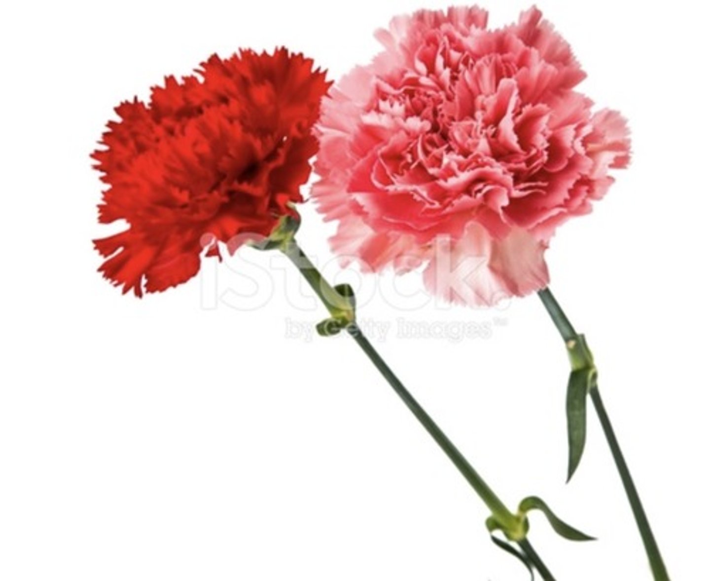 <p>hoa cẩm chướng</p>