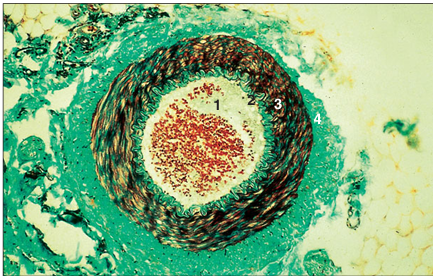 <p>name of histologic slide:</p><p>Specie:</p><p>Parts</p><p>1.__ 2. __ 3.__ 4.__</p><p>Stain Used:</p>