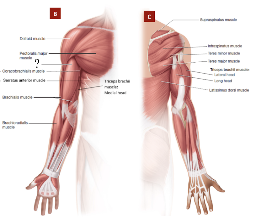<p>superficial, large anterior bulge on upper arm, has 2 heads, attached to the biceps brachii aponeurosis</p><ul><li><p>rapid or forceful supination of forearm</p></li></ul><p></p>
