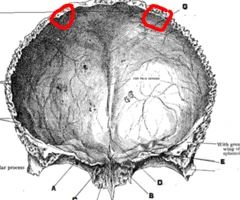 <p>posterior view</p>